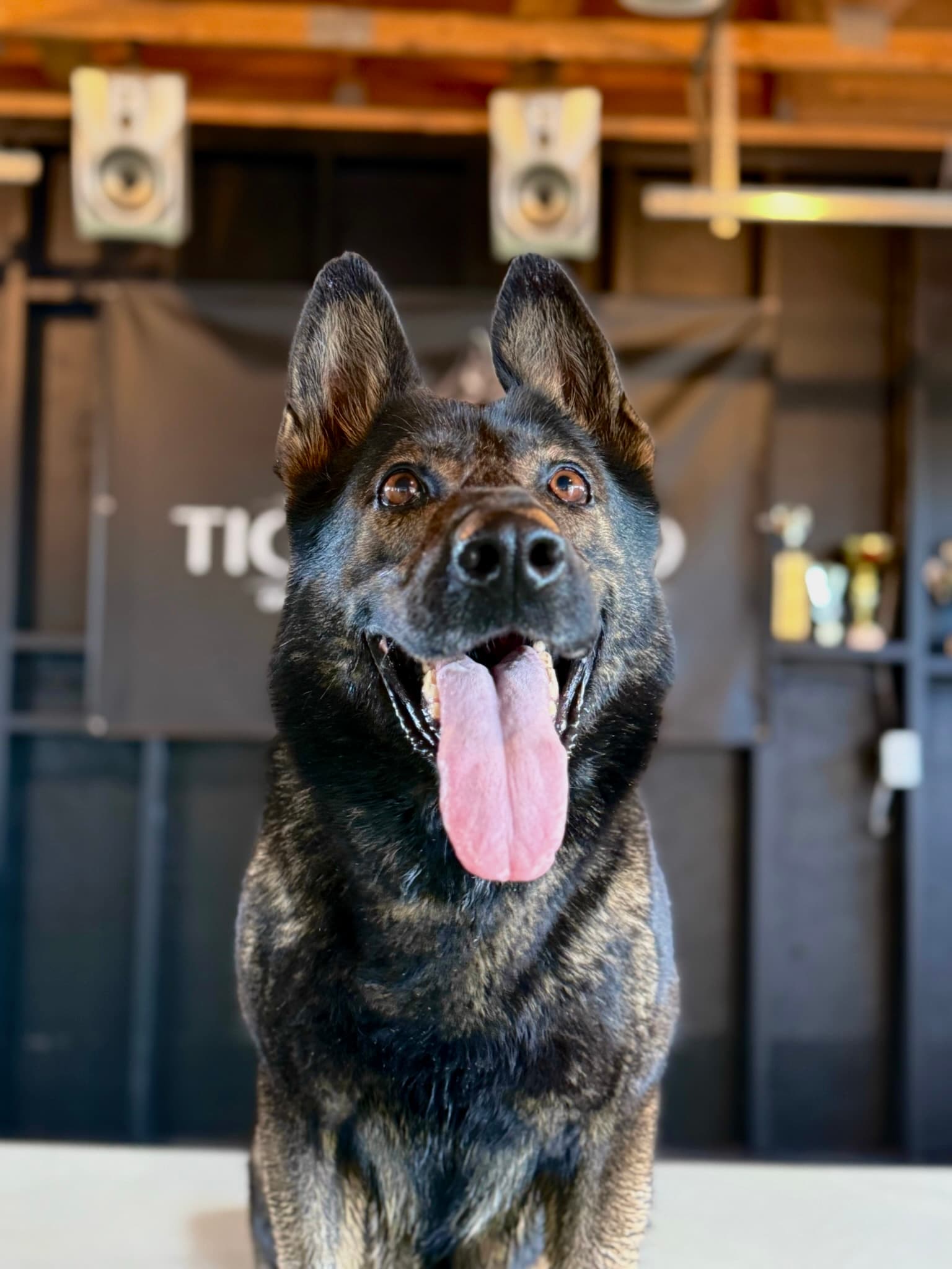 Ava - Service Dog Candidate Czech Working Line German Shepherd