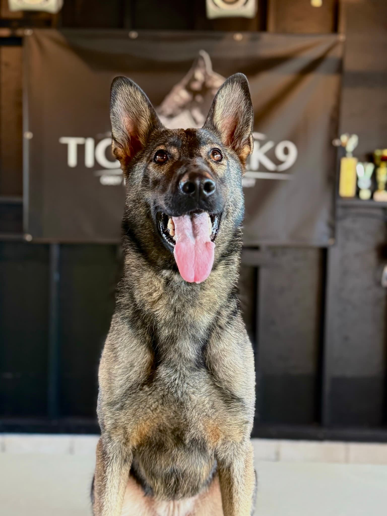 Hema Tigerhill - German Shepherd Protection Dog
