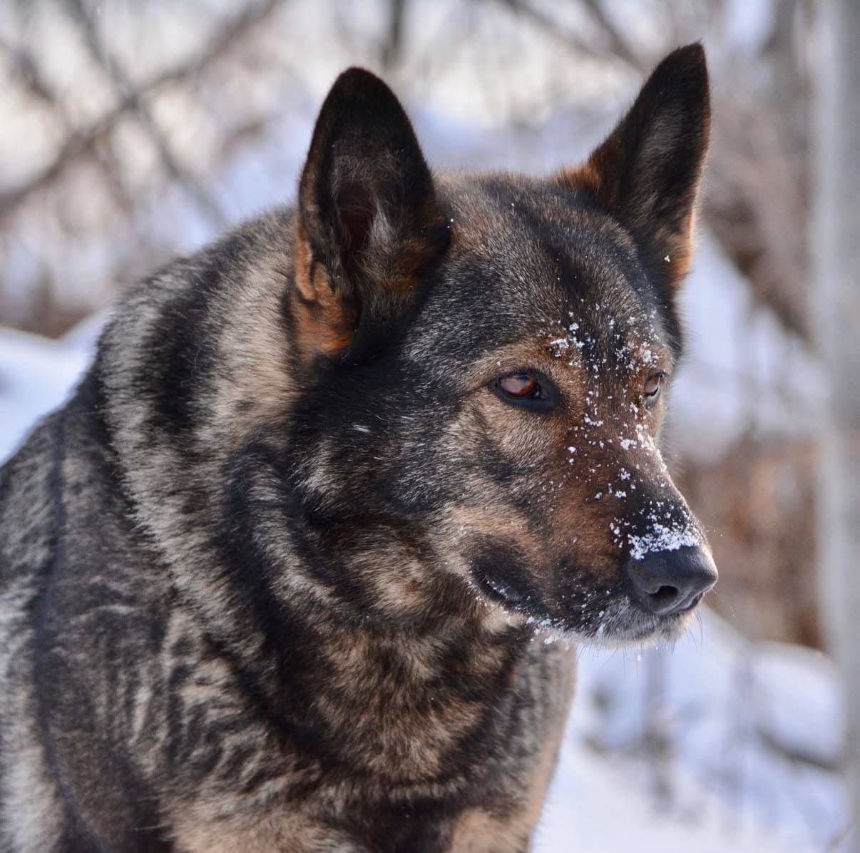 Noori - Foundation Female Czech Working Line German Shepherd