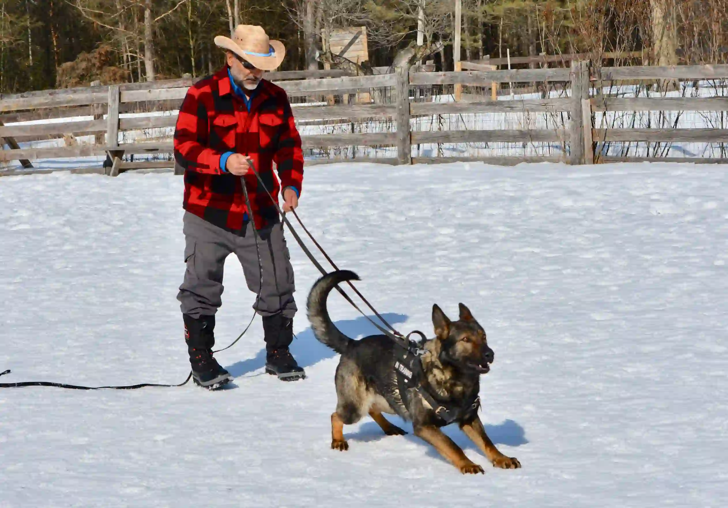 Ava TigerHill at TigerHillK9, Protection Dog Training