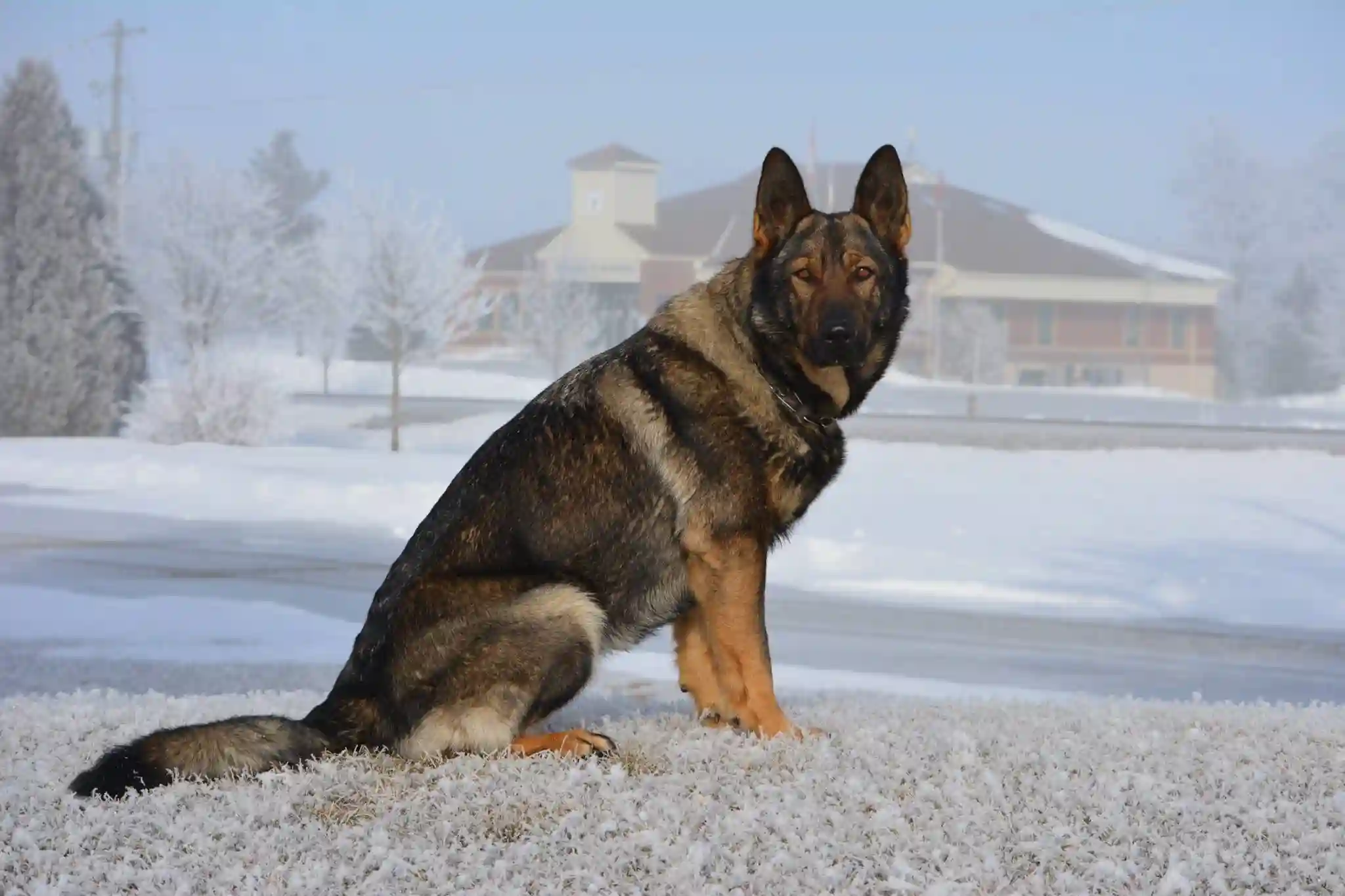 Mike Virk, German Shepherd Breeder, Master Dog Trainer at TigerhillK9 Gerogetown, Ontario, Canada